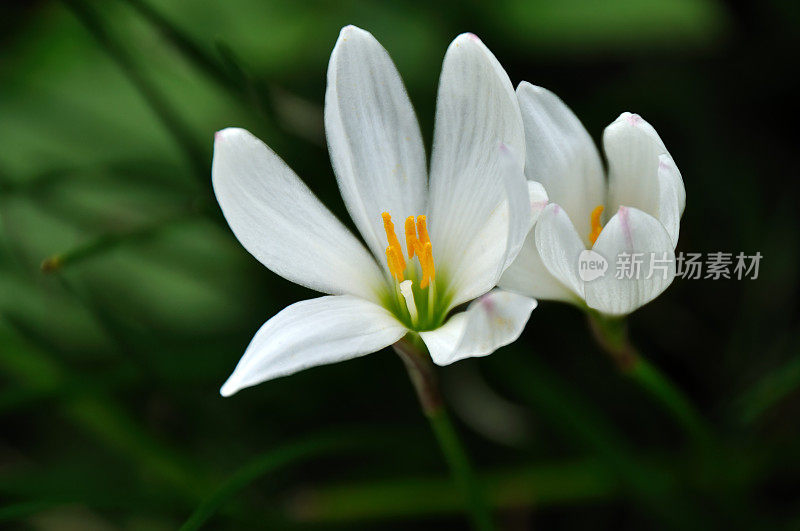 白风百合花/风仙念珠菌